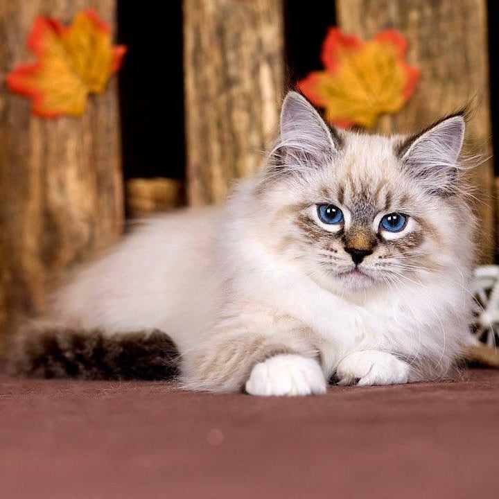 Obereg Siberian male, black with white tabby pointed