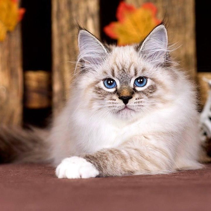 Obereg Siberian male, black with white tabby pointed