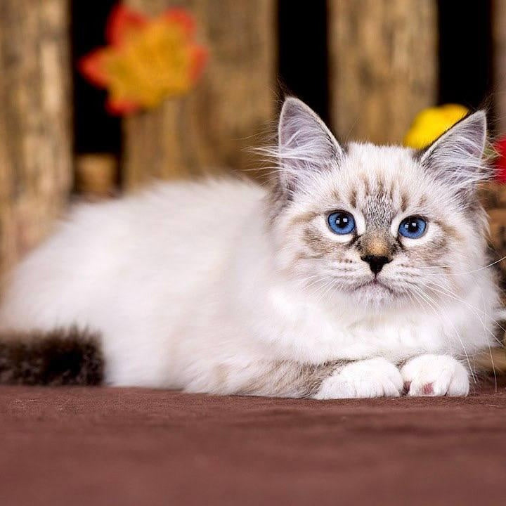 Olsi Siberian female, black with white tabby pointed