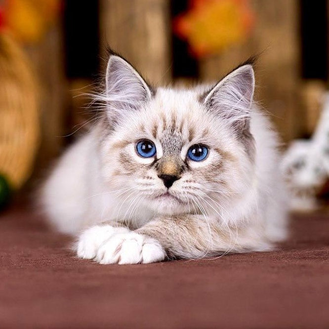Olsi Siberian female, black with white tabby pointed