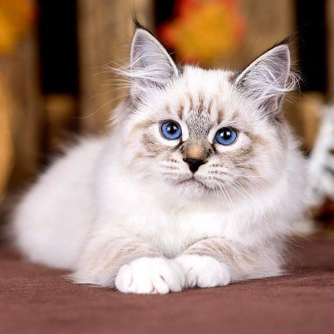 Olsi Siberian female, black with white tabby pointed