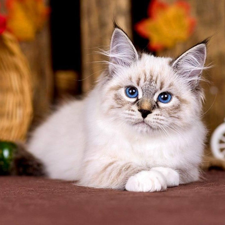 Olsi Siberian female, black with white tabby pointed