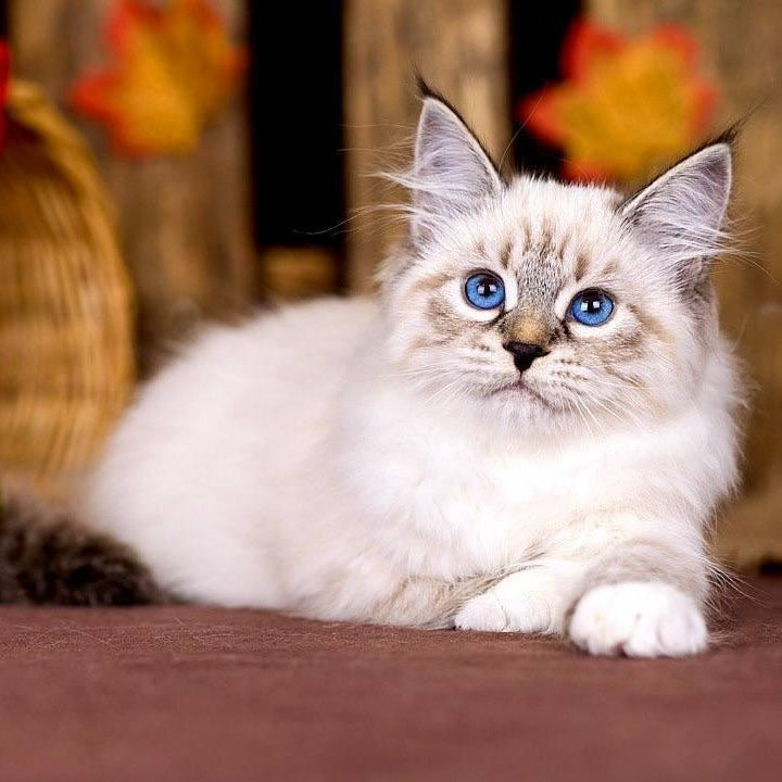 Olsi Siberian female, black with white tabby pointed