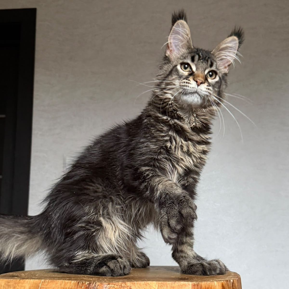 Zak Maine Coon polydactyl 6x6x6x6 male, black ticked tabby