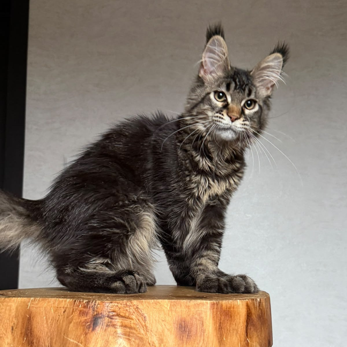 Zak Maine Coon polydactyl 6x6x6x6 male, black ticked tabby