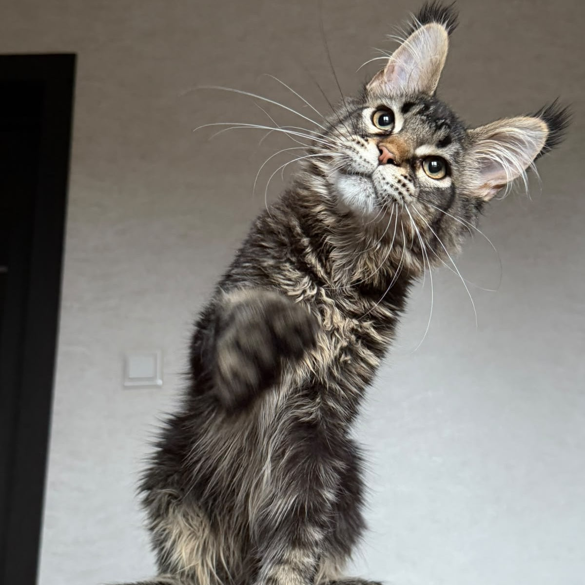 Zak Maine Coon polydactyl 6x6x6x6 male, black ticked tabby