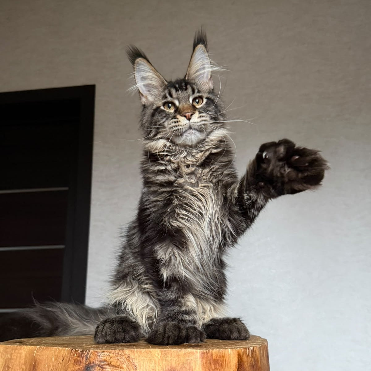 Zodiac Maine Coon polydactyl 6x6x6x6 male, black tabby