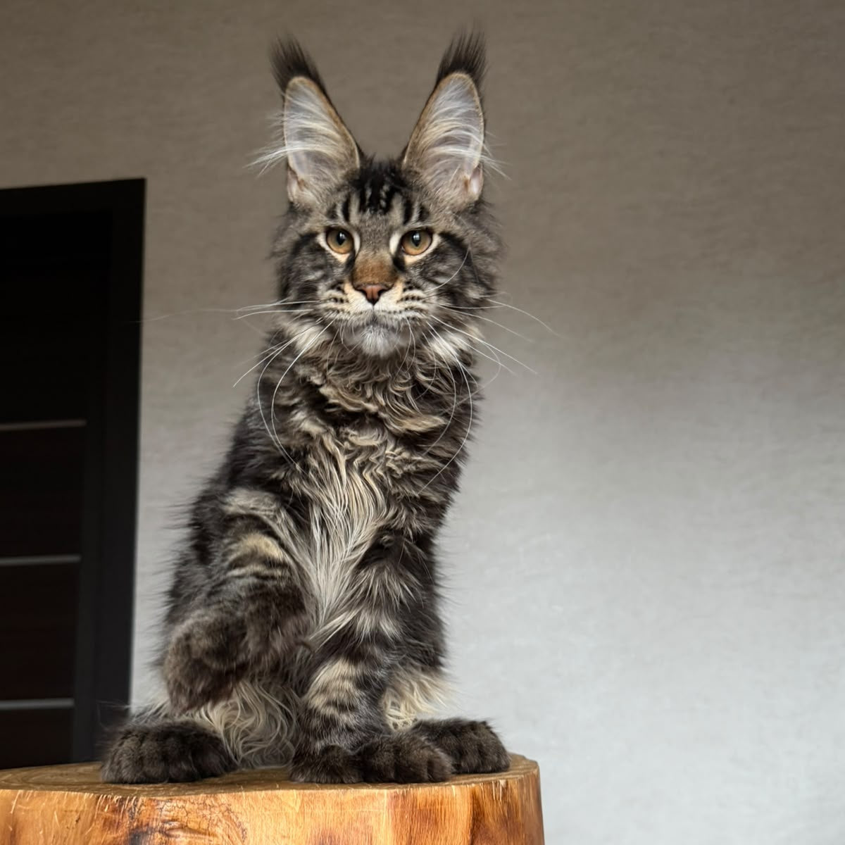 Zodiac Maine Coon polydactyl 6x6x6x6 male, black tabby