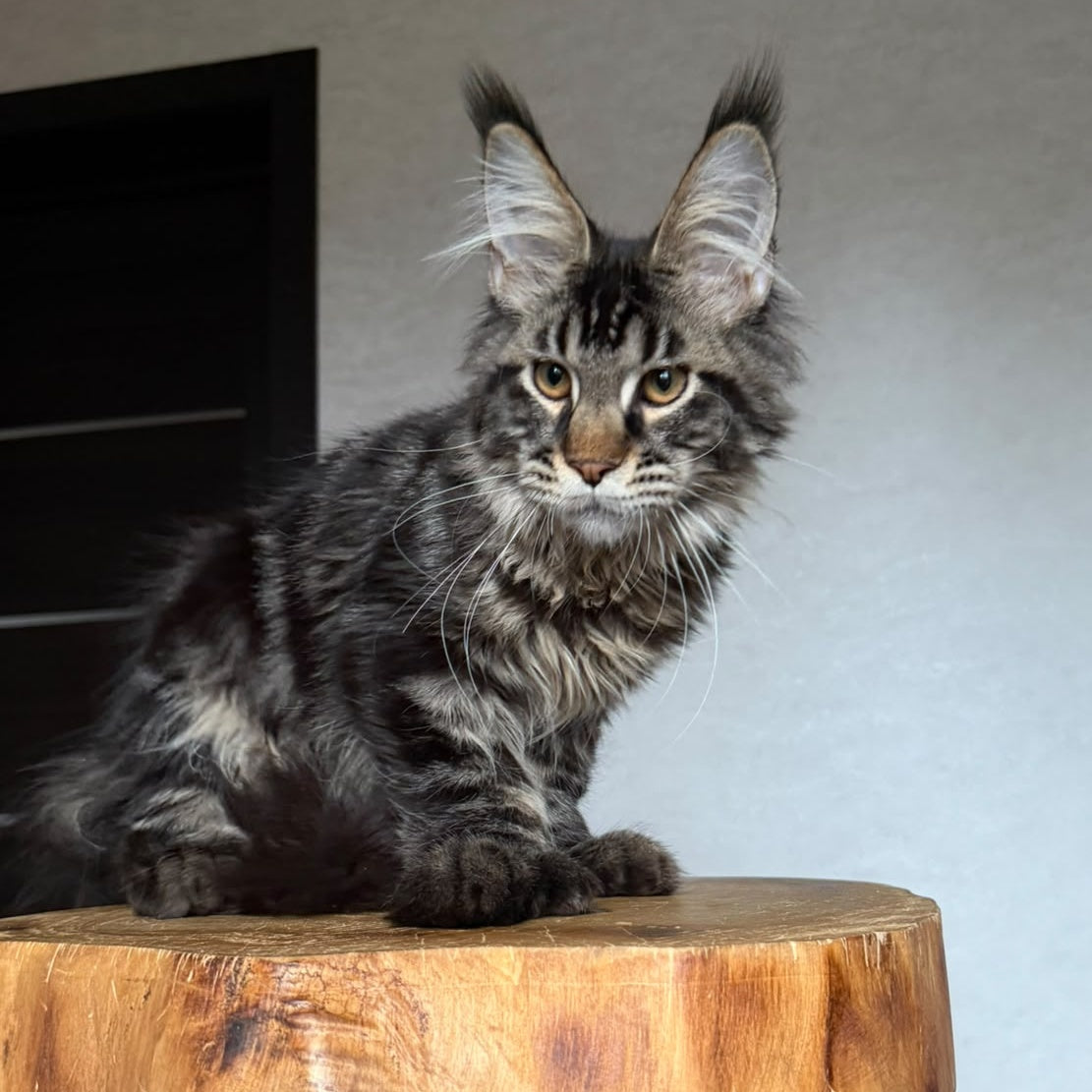 Zodiac Maine Coon polydactyl 6x6x6x6 male, black tabby