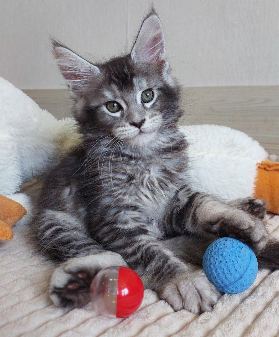 Astra Maine coon female, black silver ticked tabby
