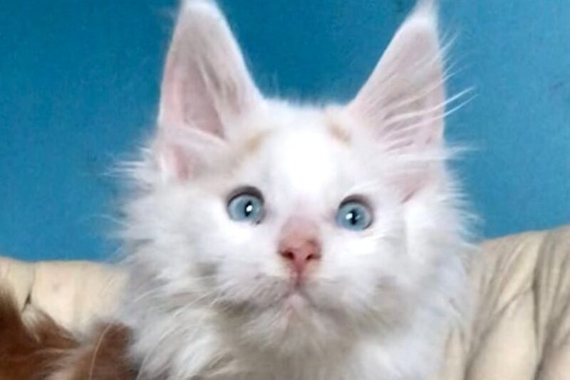 Stepa Maine Coon male, red harlequin