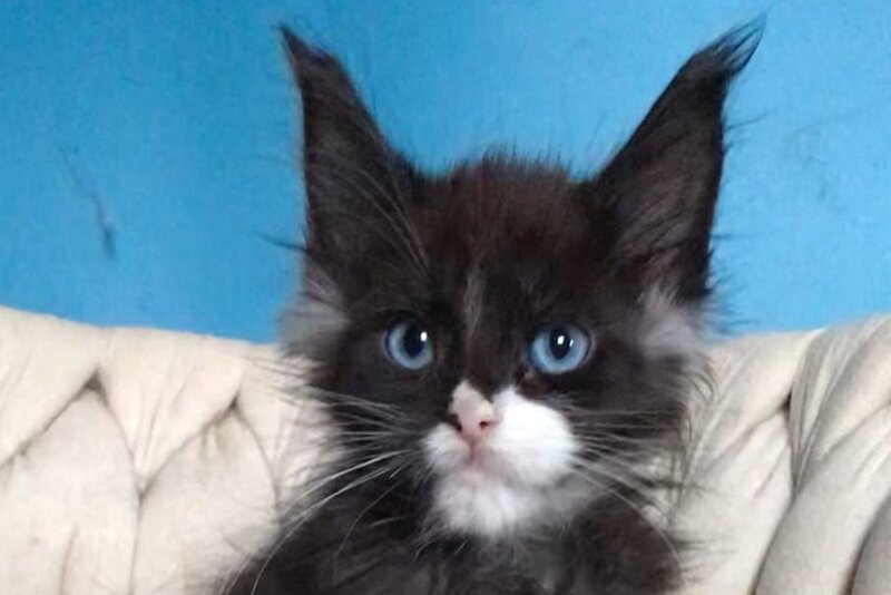 Spark Maine Coon male, black with white