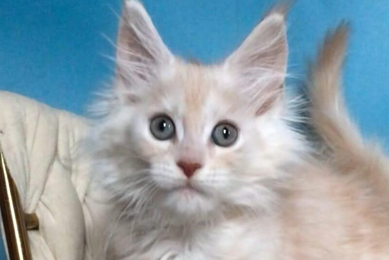 Simba Maine Coon male, red silver tabby