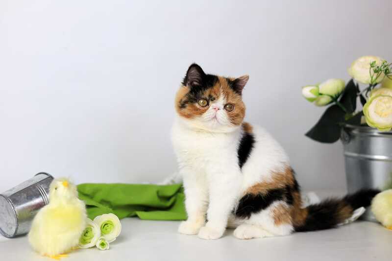 Sansara Exotic female black tortie bicolour tabby live animals