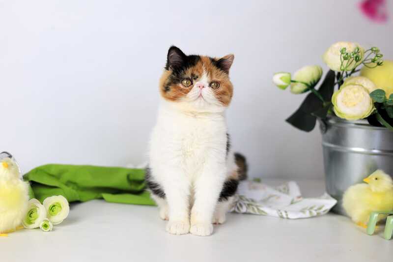 Sansara Exotic female black tortie bicolour tabby live animals