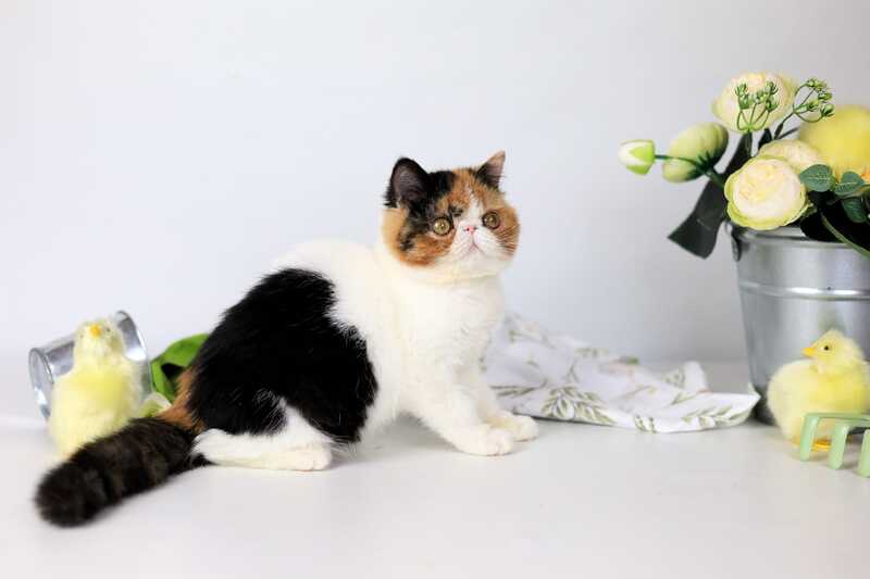 Sansara Exotic female black tortie bicolour tabby live animals