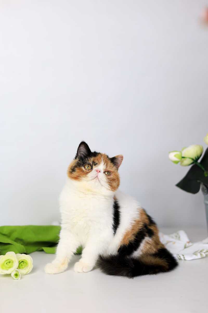 Sansara Exotic female black tortie bicolour tabby live animals