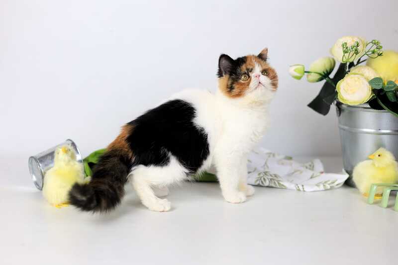 Sansara Exotic female black tortie bicolour tabby live animals