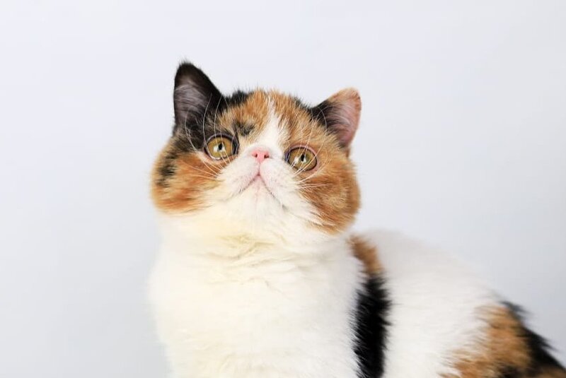 Sansara Exotic female black tortie bicolour tabby live animals