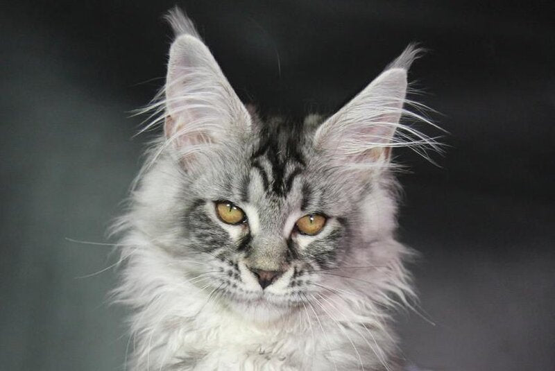 Olli Maine Coon female black silver tabby - live animals