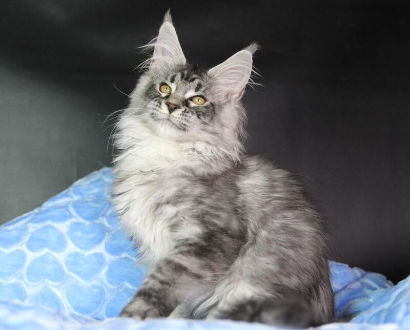Olli Maine Coon female black silver tabby - live animals