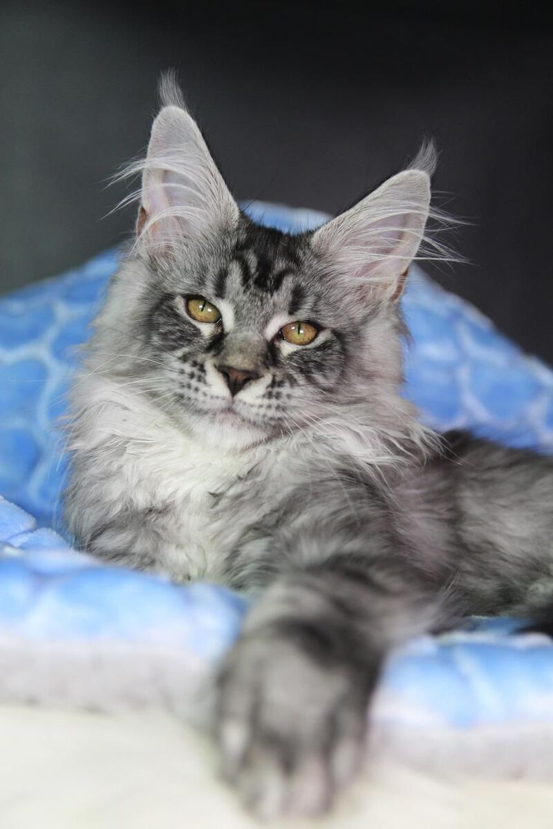 Olli Maine Coon female black silver tabby - live animals
