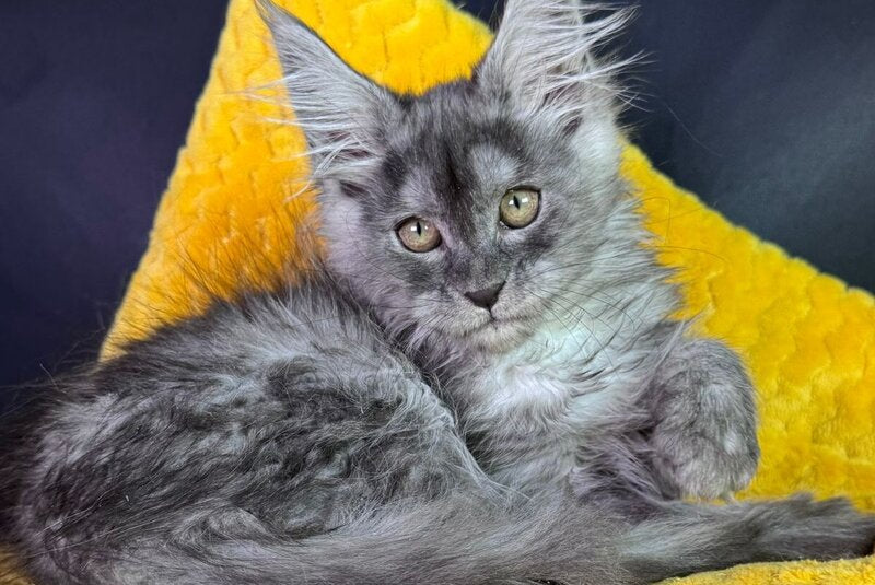 Vanessa Maine Coon female black silver - live animals