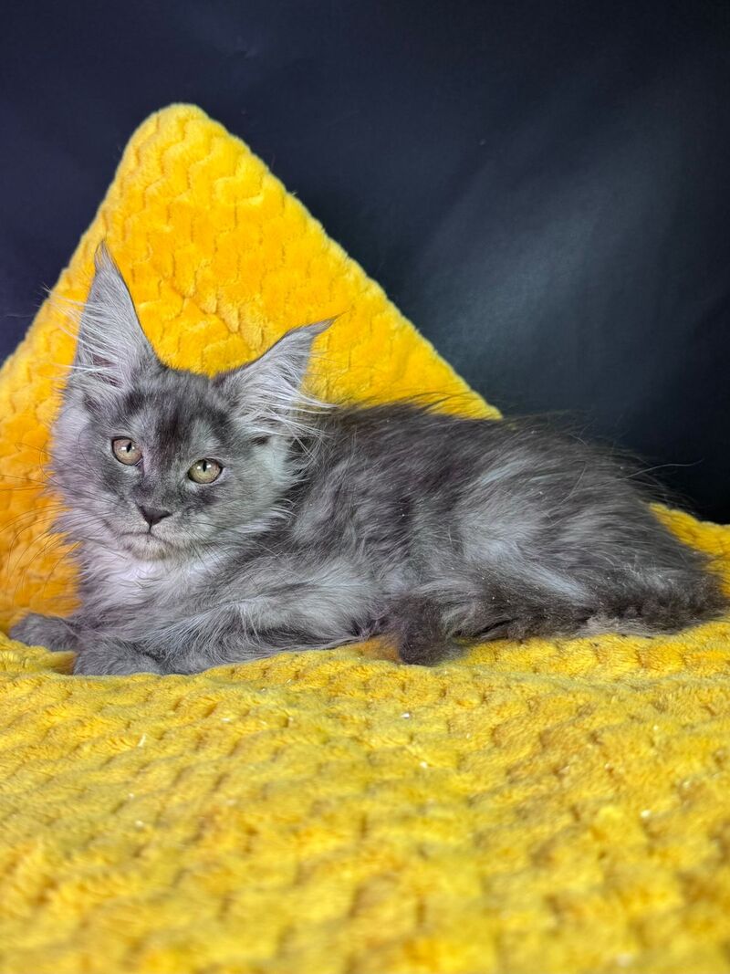 Vanessa Maine Coon female black silver - live animals