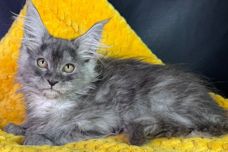 Vanessa Maine Coon female black silver - live animals