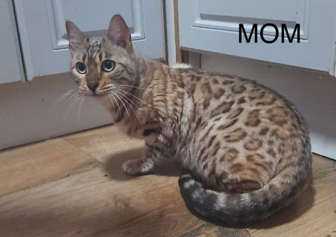 Archie Bengal male black spotted tabby - live animals
