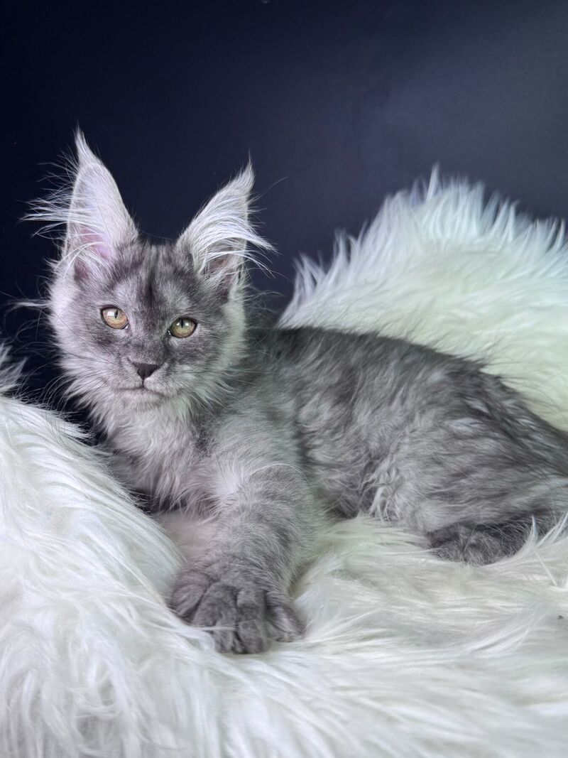 Vanessa Maine Coon female black silver - live animals