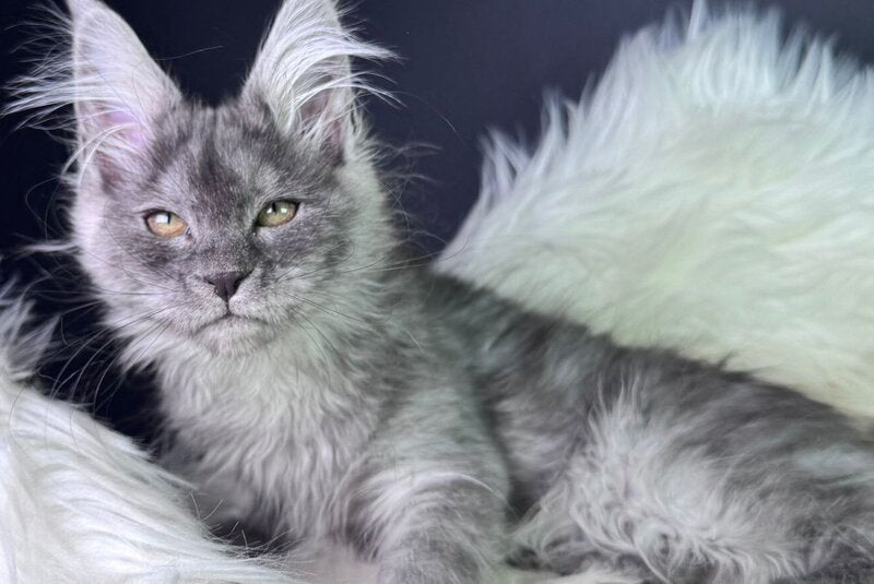 Vanessa Maine Coon female black silver - live animals