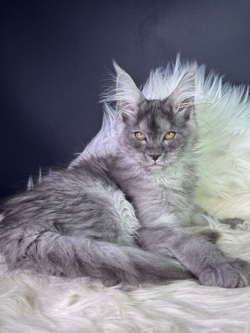 Vanessa Maine Coon female black silver - live animals