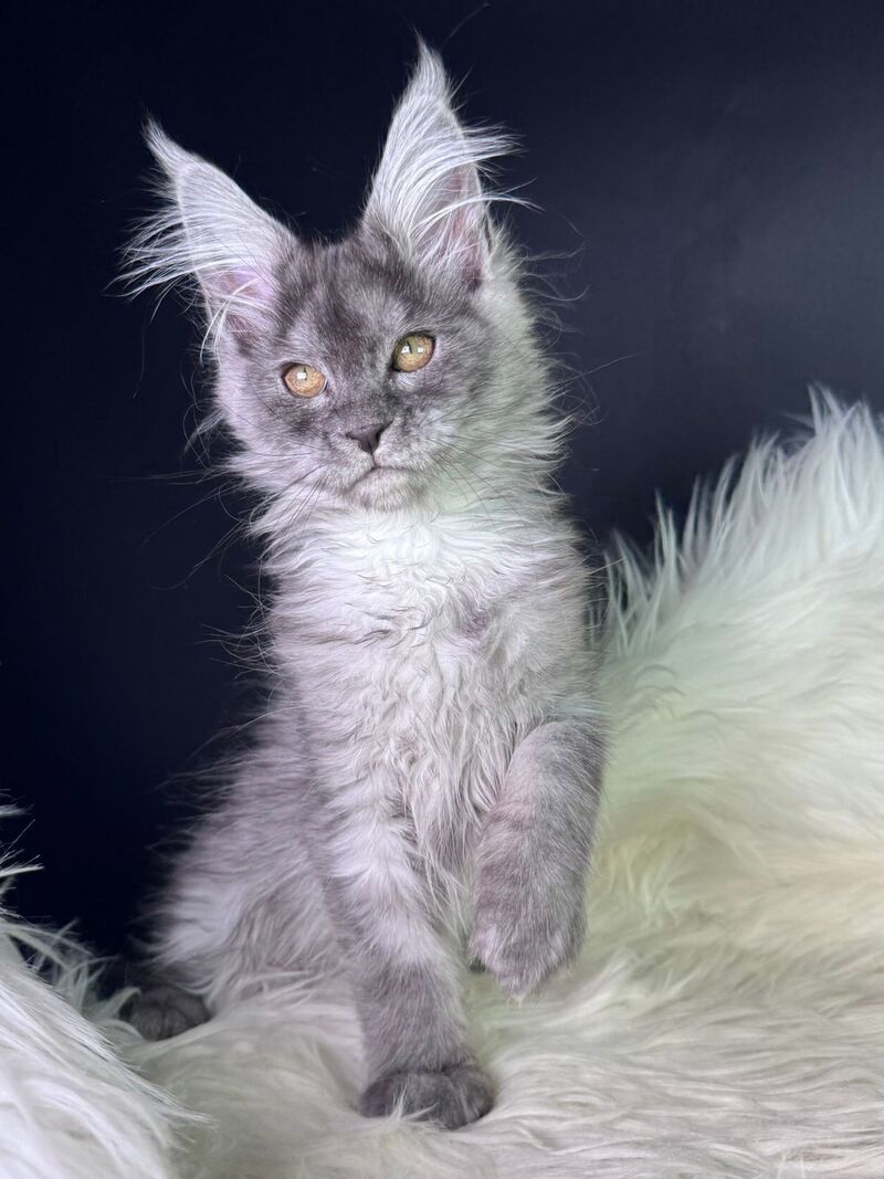 Vanessa Maine Coon female black silver - live animals