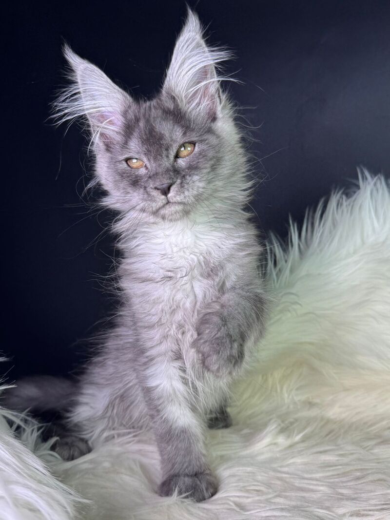 Vanessa Maine Coon female black silver - live animals