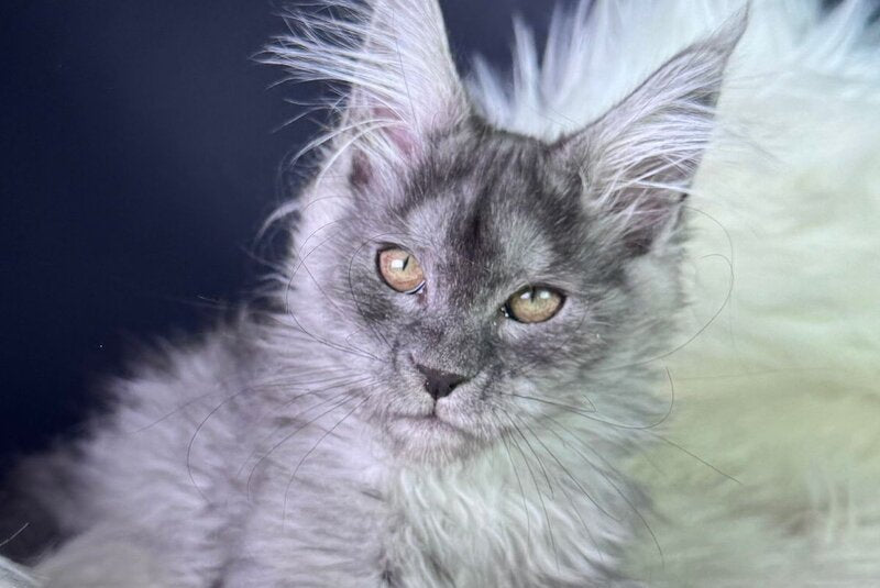Vanessa Maine Coon female black silver - live animals