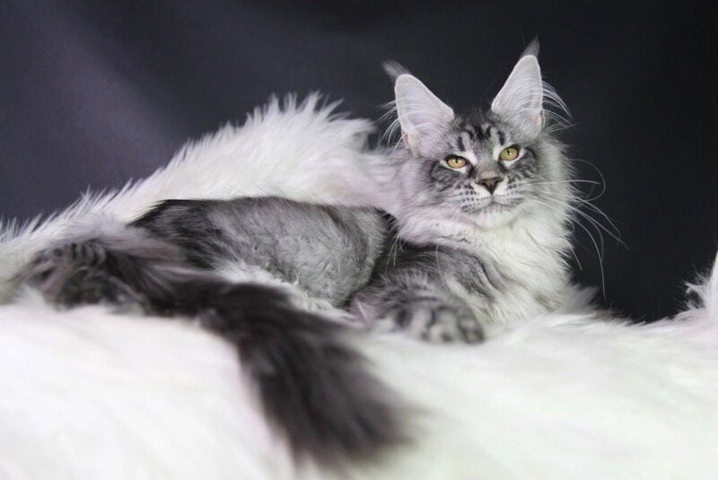 Olli Maine Coon female black silver tabby - live animals