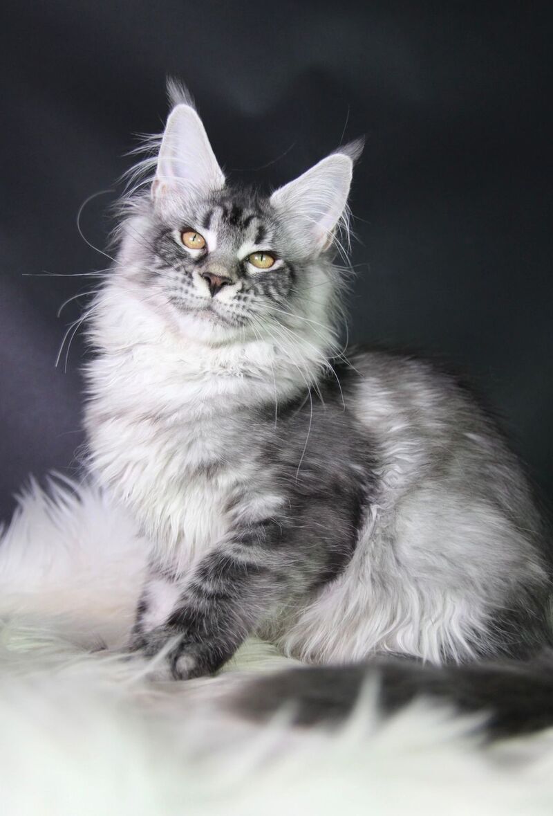 Olli Maine Coon female black silver tabby - live animals