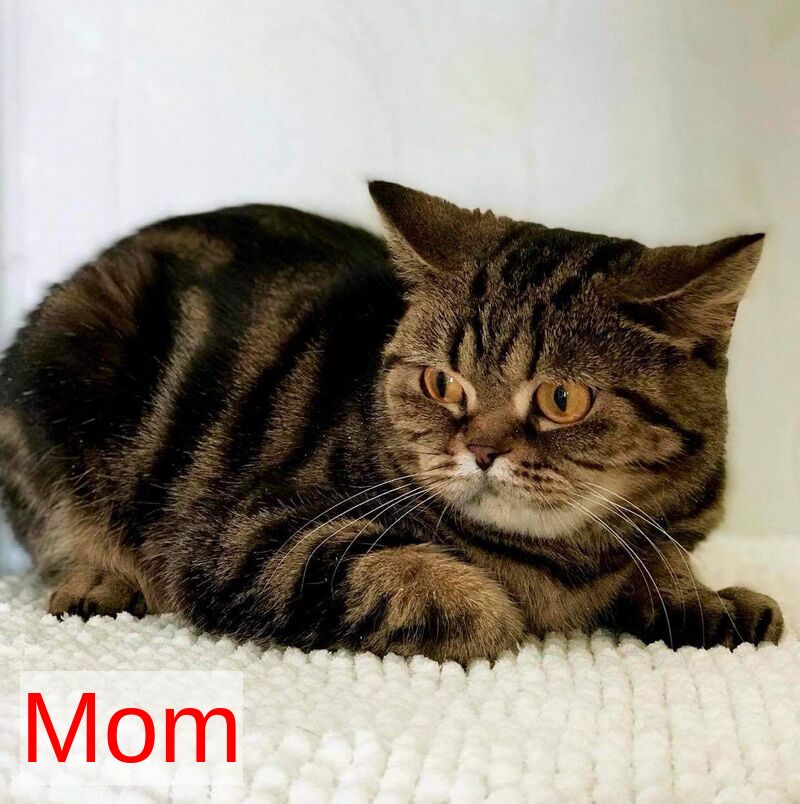 Fiona Scottish Straight female black tabby bicolour - live animals