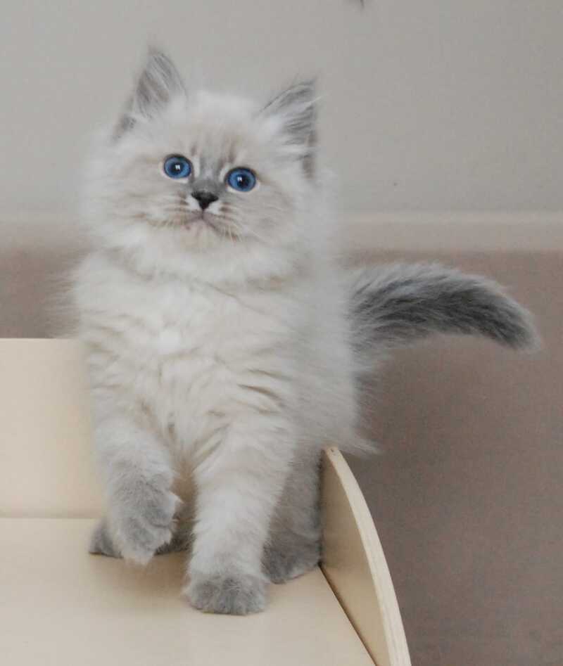 Agata Siberian female blue tabby pointed - live animals