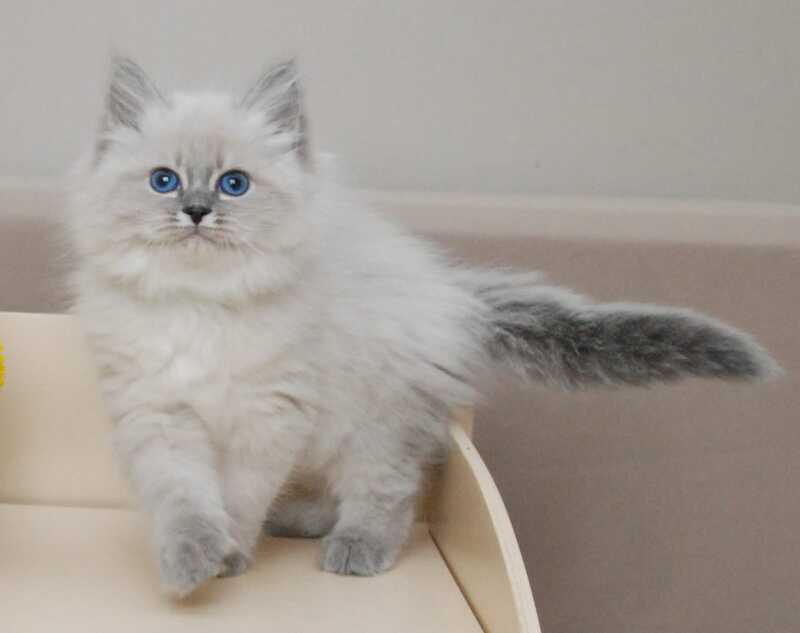 Agata Siberian female blue tabby pointed - live animals