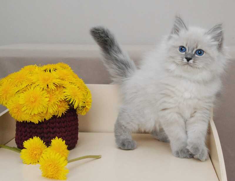 Agata Siberian female blue tabby pointed - live animals