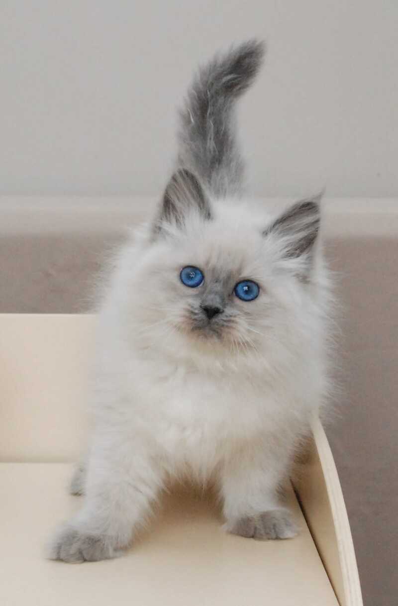 Agasha Siberian female blue pointed - live animals
