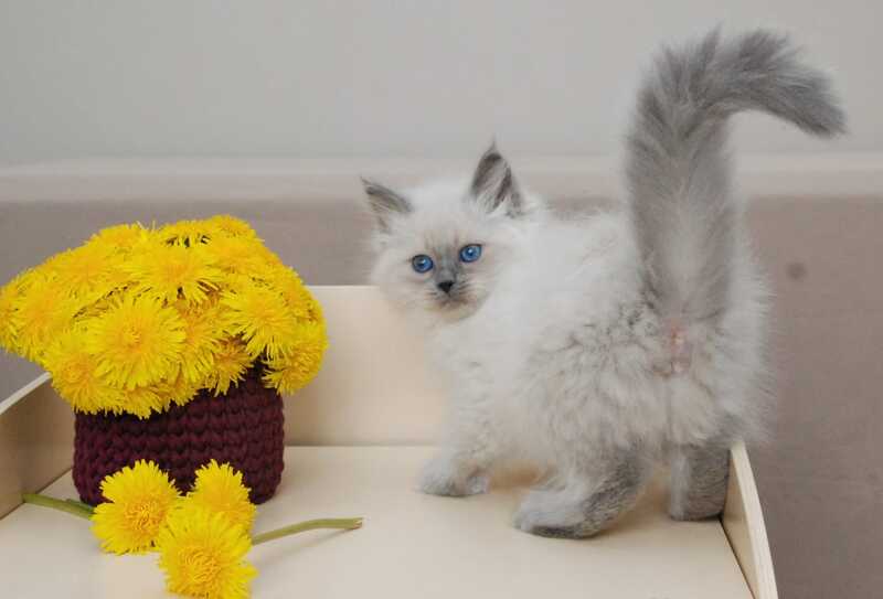 Agasha Siberian female blue pointed - live animals