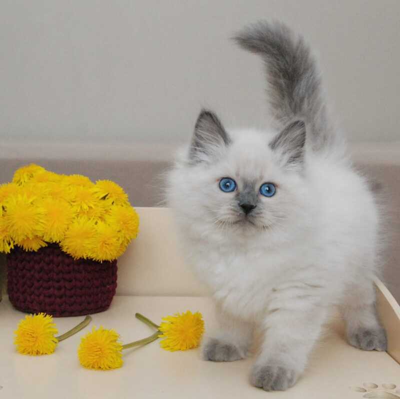 Almaz Siberian male blue pointed - live animals