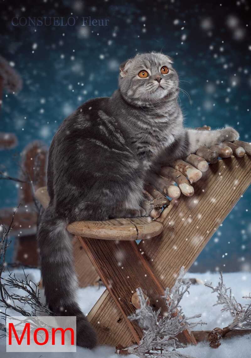 Eustace Scottish Straight male blue silver ticked tabby - live animals