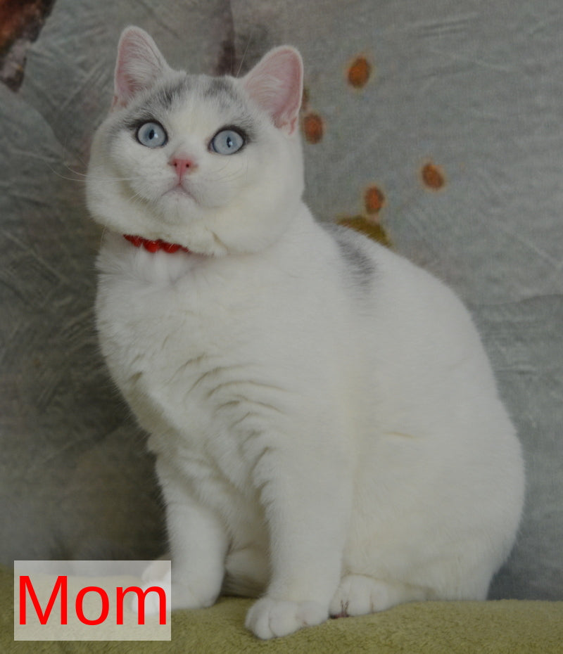 Claude British Shorthair male black with white - Event Tickets