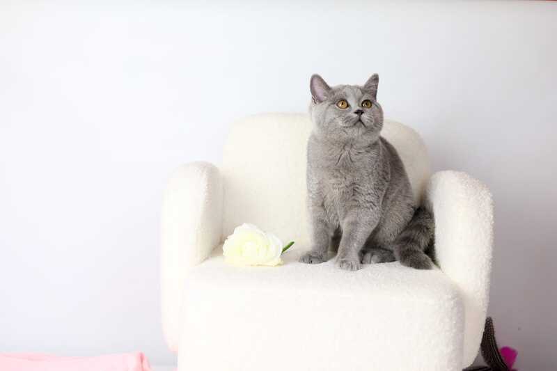 Miranda British Shorthair female blue - live animals