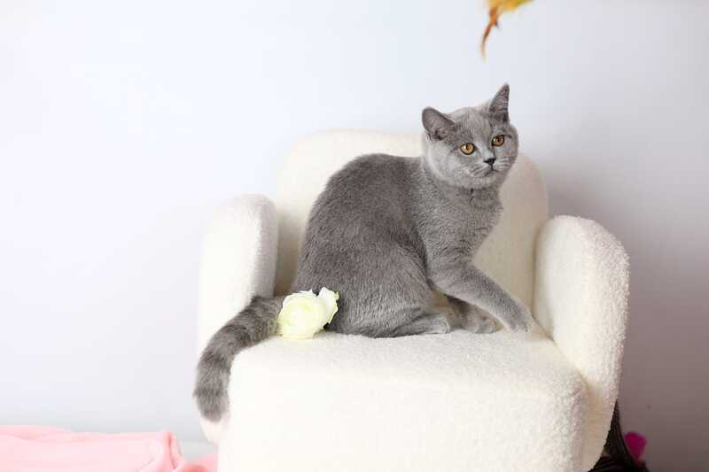 Miranda British Shorthair female blue - live animals