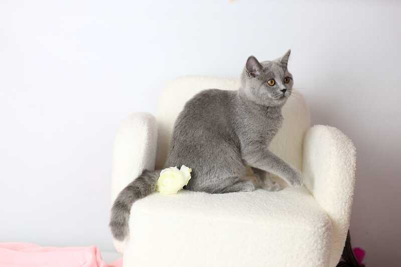 Miranda British Shorthair female blue - live animals